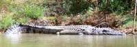 saltwater crocodile northern territory