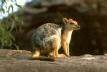 short-eared rock wallaby