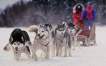 iditarod sled dog race alaska