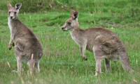 grey kangaroos