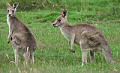 grey kangaroos Australia