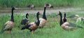 magpie geese