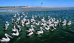 pelicans Cairns Esplanade Queensland Australia