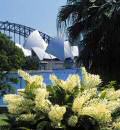 Sydney Opera House and Bridge Australia