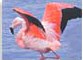 Chilean flamingo Patagonia Chile
