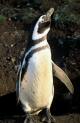 Magellanic Penguin Isla Magdalena Chile