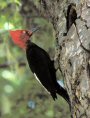 Magellanic Woodpecker Tierra del Fuego Chile