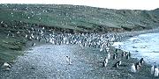 penguin colony Isle Magdalena Chile