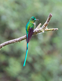 long-tailed sylph