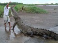 man and crocodile tarcoles river