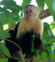 whitefaced capuchin