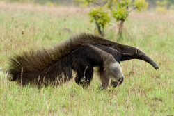 giant anteater taken by mike wheedon