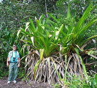 giant bromeliad at Kaieteur Falls