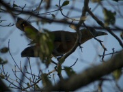 capuchinbird