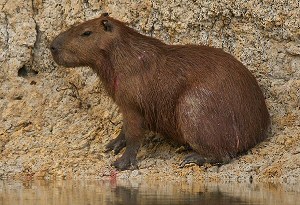 capybara at side of river