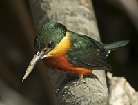 green_and-rufous kingfisher