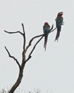 red and green macaws