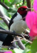 red-capped cadinal