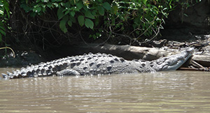 american crocodile sunning
