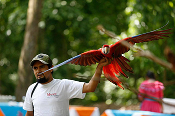 Alex, our guide at Copan, with rehabbed scarlet macaw