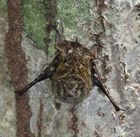 long-nosed bat in cuero y salado reserve