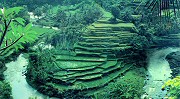 bali  terraced rice paddies