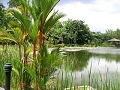 singapore botanic gardens pond