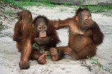 infant orangutans