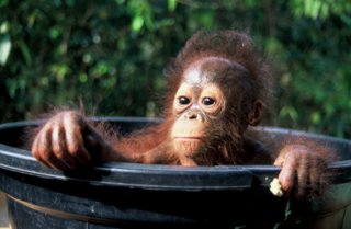 infant orangutan in tub tanjung harapan 