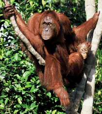 orangutan and infant tanjung puting