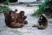 infant orangutans and gibbon