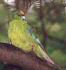 orange-fronted parrot New Zealand