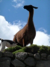 llama and kid