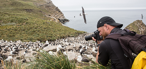 photographing albatross colony
