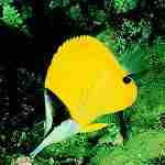 long-nosed butterfly fish Great Barrier Reef Australia