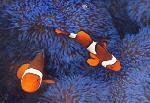 anenome fish Frankland Islands