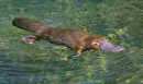 platypus in stream Australia