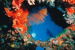 lizard island coral reef