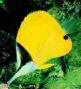 long-nosed butterfly fish