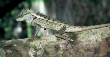 dragon lizard Thailand