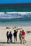 kangaroo island sea lion colony