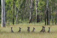 grey kangaroos