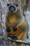 lumholtz tree kangaroo