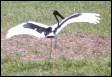 black-necked stork Queensland Australia