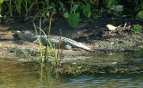 daintree crocodile