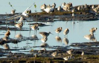 waders on Cairns foreshore