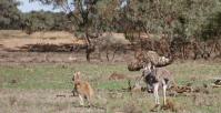 kangaroos and emus Victoria Australia