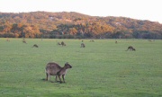 kangaroos  in paddock