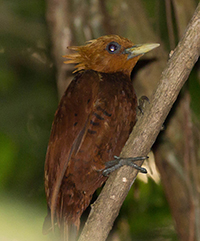 chestnut-colored woodpecker pico bonito 