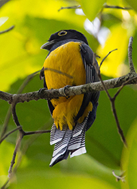 gartered trogon pico bonito